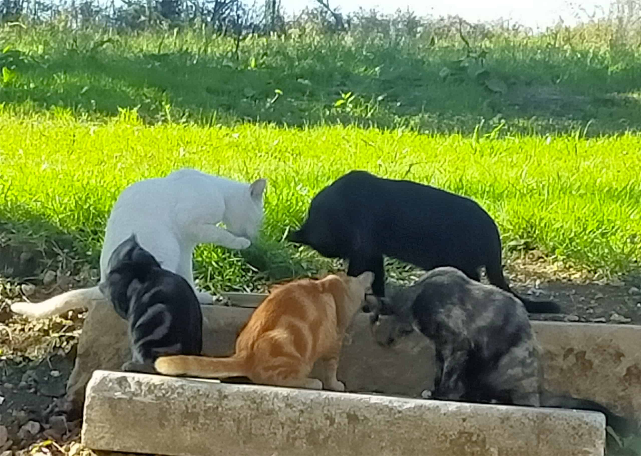 Cinq chats en train de faire leur toilette.
