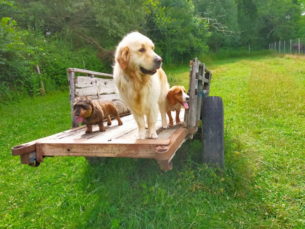 Trois chiens sur une remorque en bois.