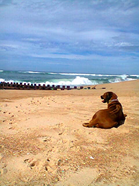 Un chien sur la plage, en train de regarder la mer.