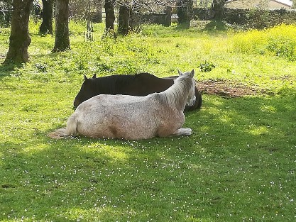 Deux chevaux couchés dans l'herbe, en train de se reposer.