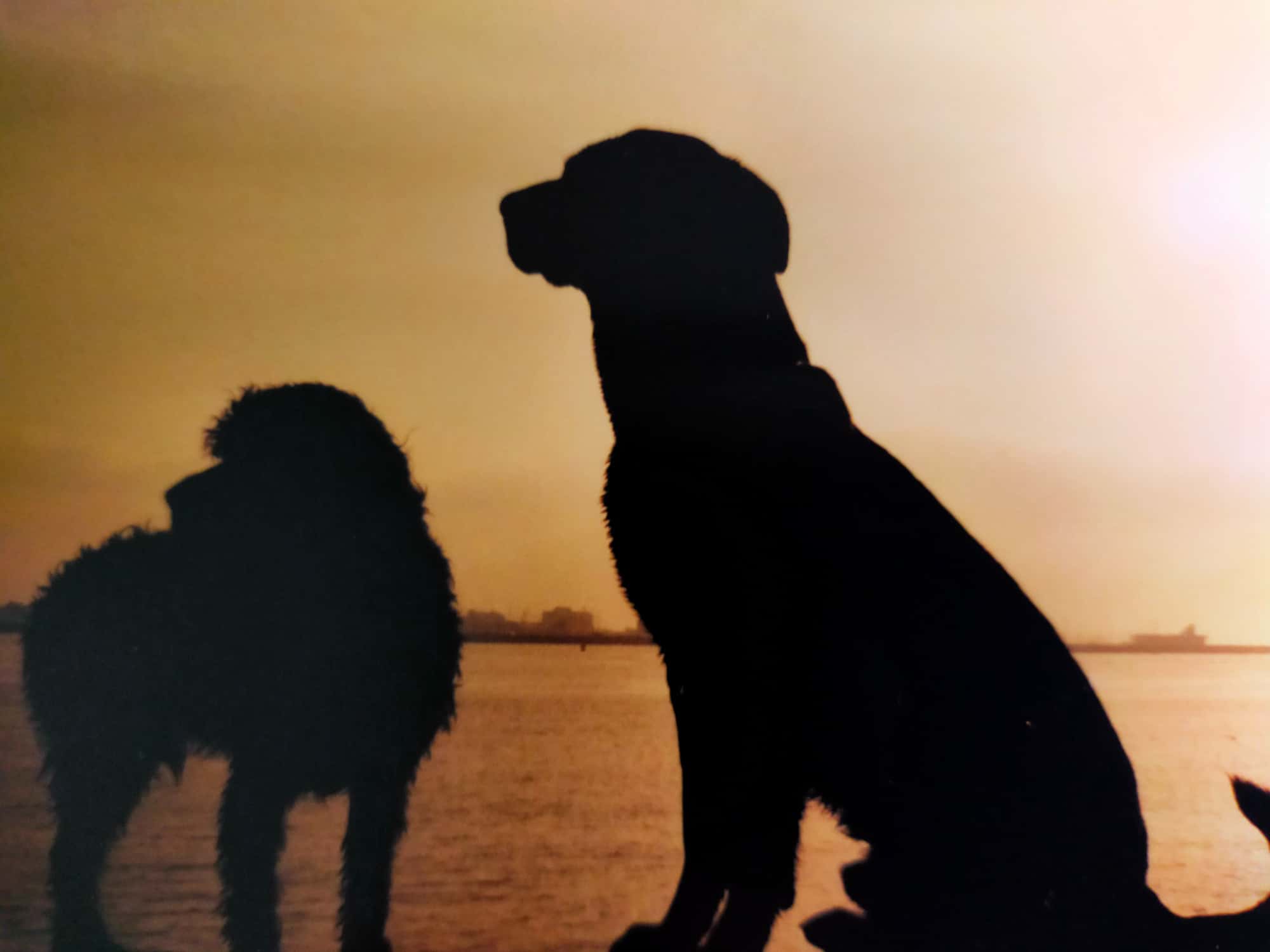 Deux silhouettes de chien devant le coucher du soleil, évoquant l'accompagnement au deuil animalier.