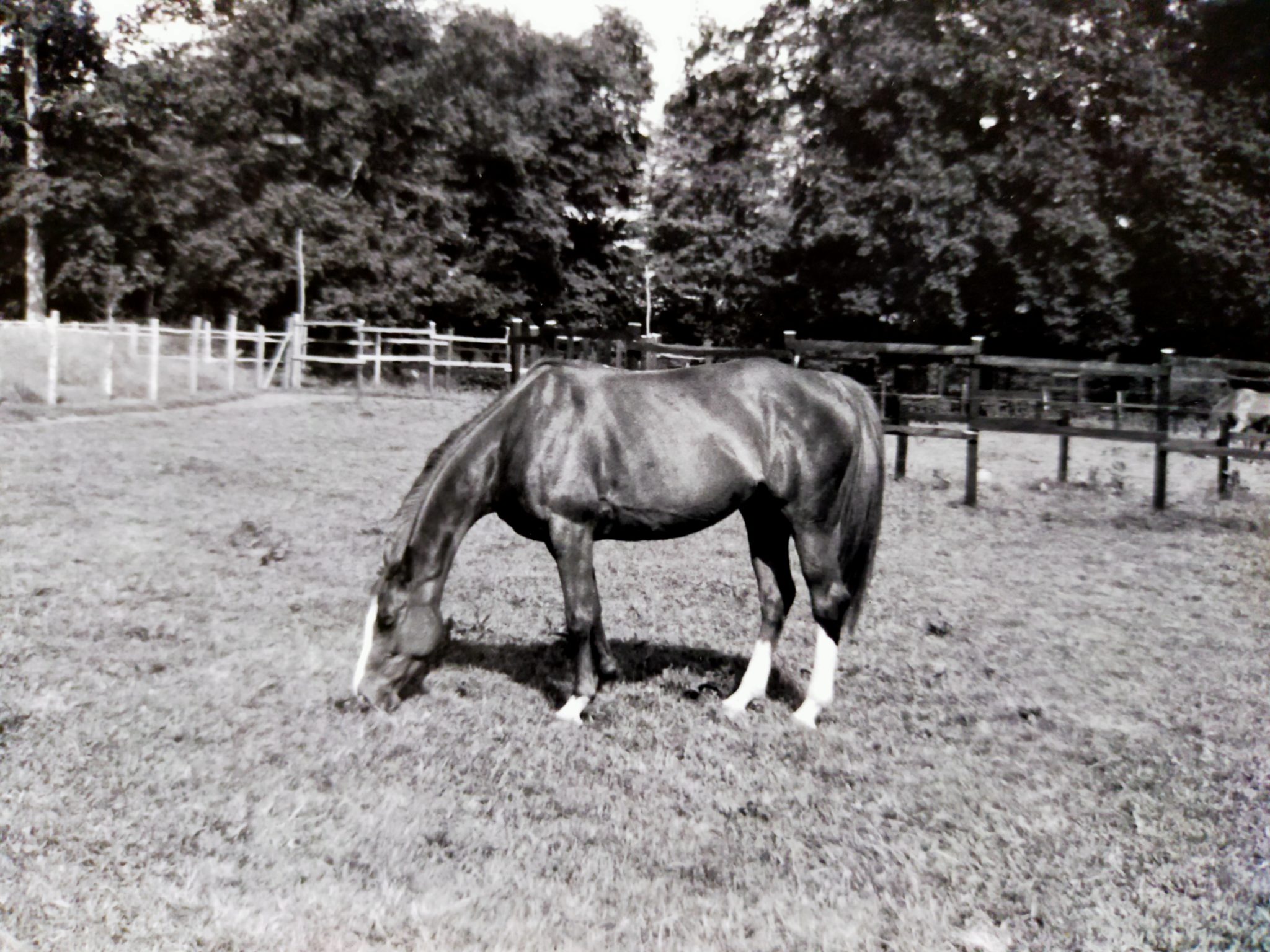 Un cheval, broutant dans un pré, pris en photo par Hommages 33, spécialisé en communication intuitive animale en Gironde.