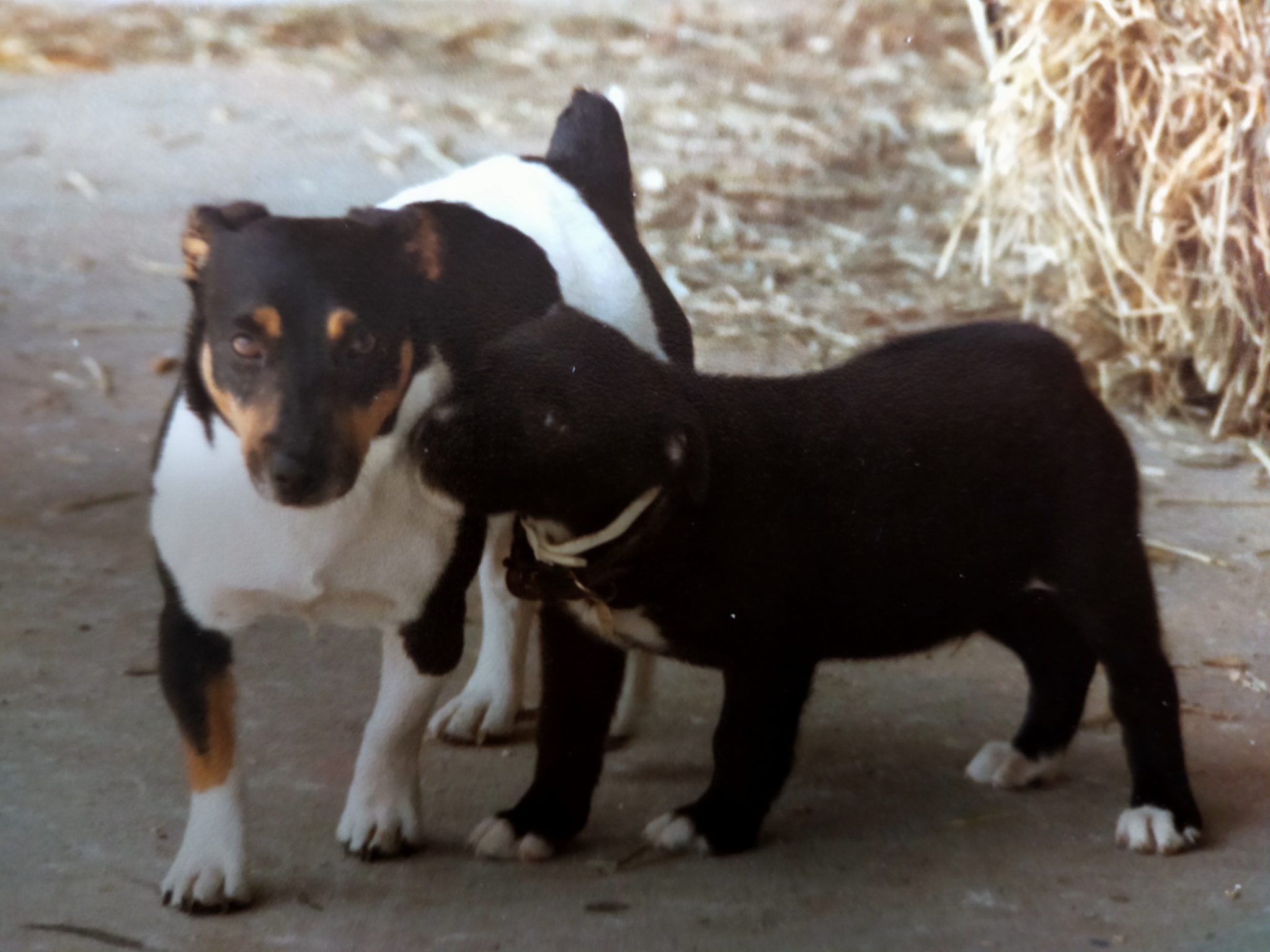 Deux chiens jouant ensemble, pris en photo par Hommages, spécialiste en communication intuitive animale en Gironde.